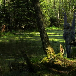 Study about Trees